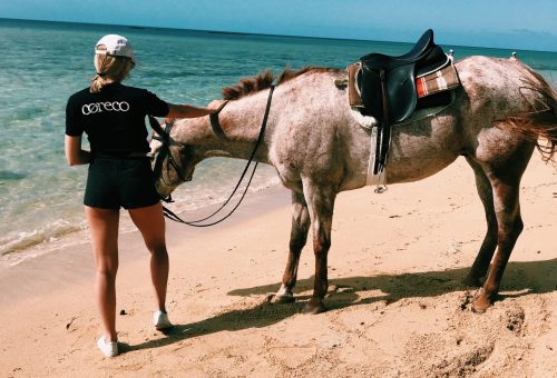 Horse on a beach